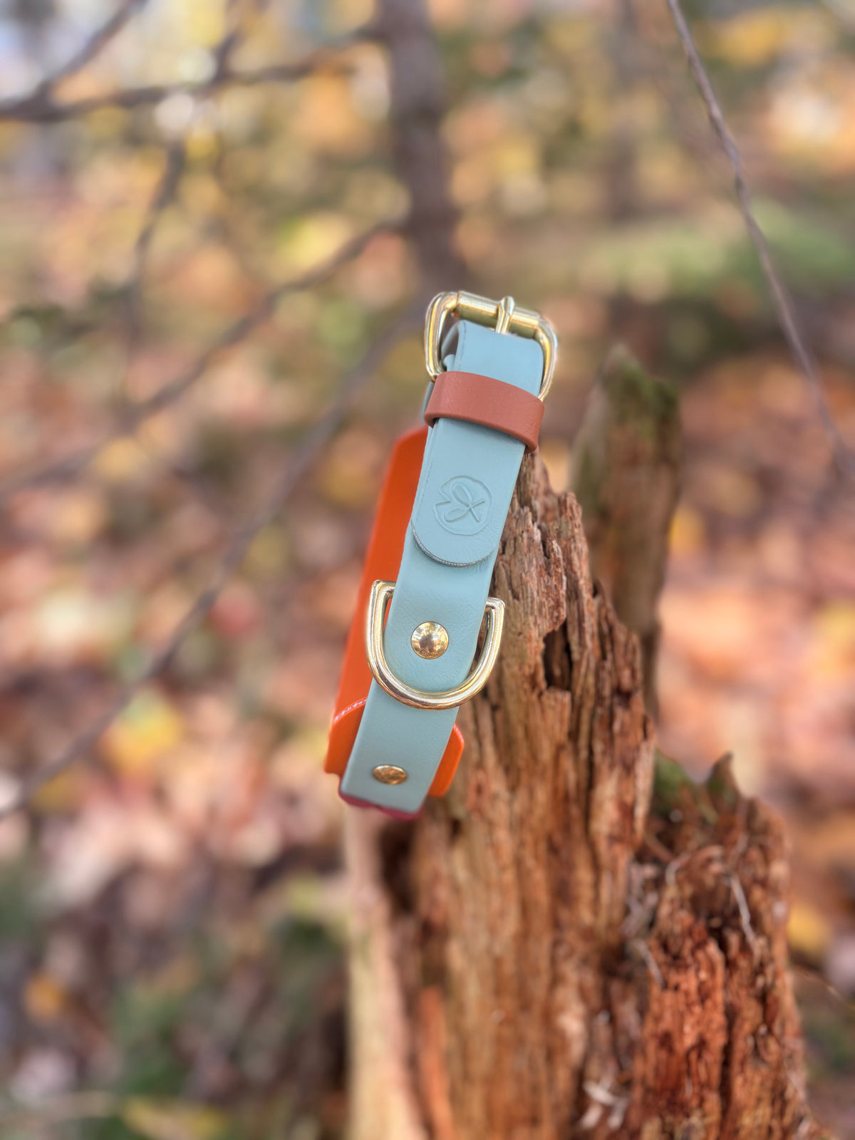 Collier Grand Cornier- 1 po, et bande 1 po 1/2